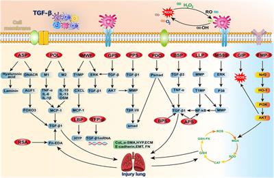 Multi-Pharmaceutical Activities of Chinese Herbal Polysaccharides in the Treatment of Pulmonary Fibrosis: Concept and Future Prospects